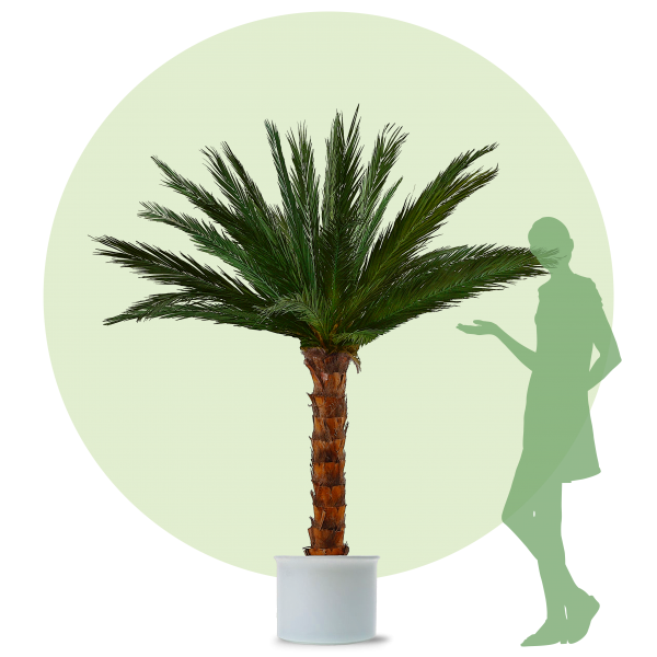 Palm Areca 2,0m